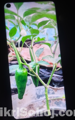 Oneplus 8 Pro (12/256)